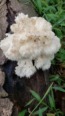 Tanacetum parthenium