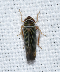 Tylozygus bifidus