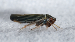Tylozygus bifidus
