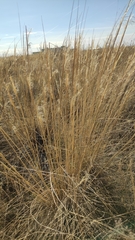 Stipa capillata