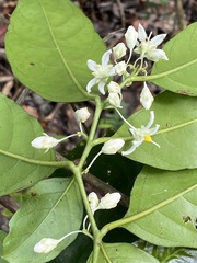 Solanum restingae