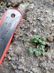 Asplenium ruta-muraria ruta-muraria