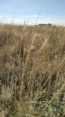 Stipa capillata