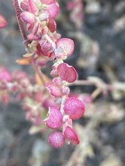 Atriplex micrantha