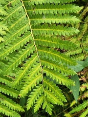 Osmunda claytoniana
