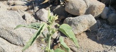 Horsfordia newberryi