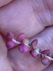 Atriplex micrantha