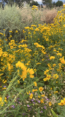 Verbesina encelioides