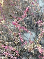 Atriplex micrantha