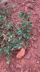 Mirabilis multiflora