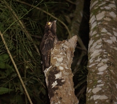 Nyctibius griseus