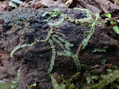 Calypogeia