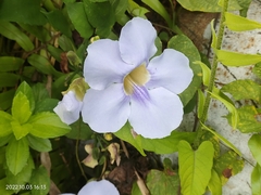 Thunbergia