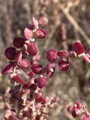 Atriplex micrantha