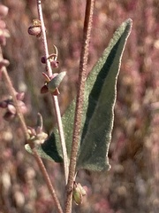 Atriplex micrantha