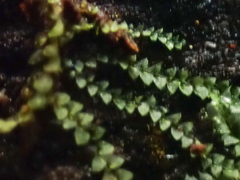 Calypogeia
