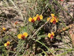 Dillwynia phylicoides