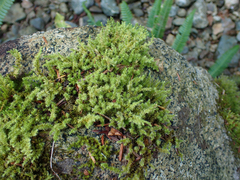 Racomitrium elongatum