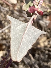 Atriplex micrantha