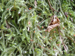 Rhytidiadelphus loreus