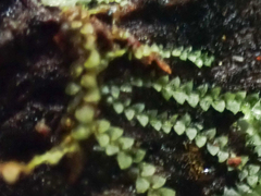 Calypogeia