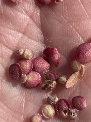 Atriplex micrantha