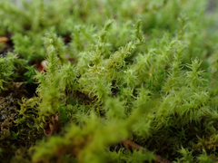 Racomitrium elongatum