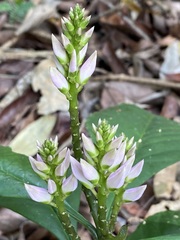 Caamembeca grandifolia