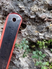 Asplenium ruta-muraria ruta-muraria