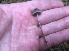 Mycena galopus