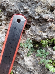 Asplenium ruta-muraria ruta-muraria