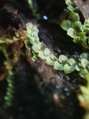 Calypogeia