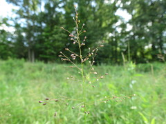 Dichanthelium microcarpon