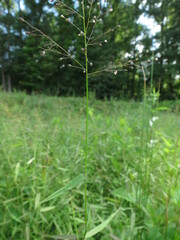 Dichanthelium microcarpon