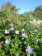 Vinca difformis
