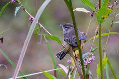 Setophaga palmarum palmarum