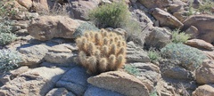 Echinocereus engelmannii engelmannii