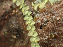 Calypogeia