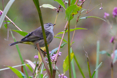 Setophaga palmarum palmarum