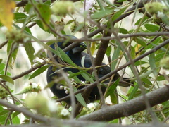 Cyanoloxia brissonii