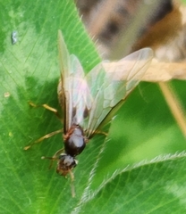 Lasius neoniger