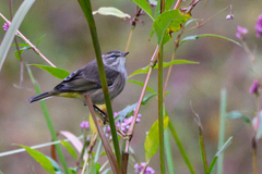 Setophaga palmarum palmarum