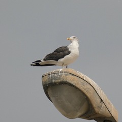 Larus fuscus