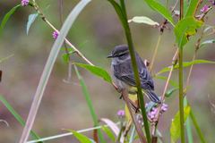 Setophaga palmarum palmarum