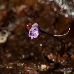 Apteria aphylla