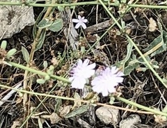 Stephanomeria diegensis