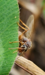 Lasius neoniger