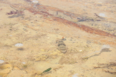 Tetractenos glaber