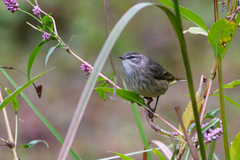 Setophaga palmarum palmarum
