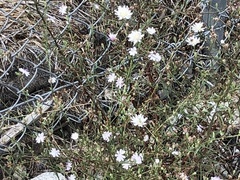 Stephanomeria diegensis